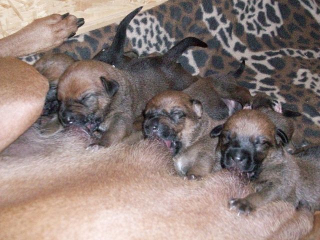 Rhodesian Ridgeback Mix Welpen - Rassehunde Rhodesian Ridgeback - Ruderting