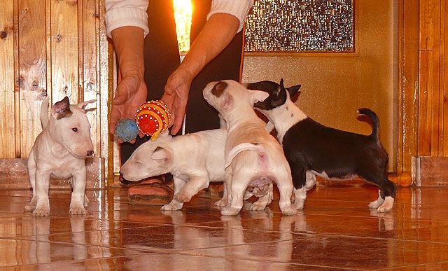  MINI TERRIER WELPEN - Rassehunde Terrier - bremen