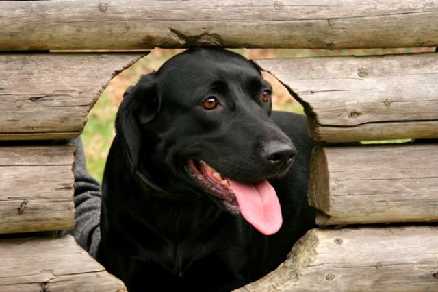 +++Wurfankündigung Labrador-Welpen+++ - Rassehunde Labrador - Külsheim