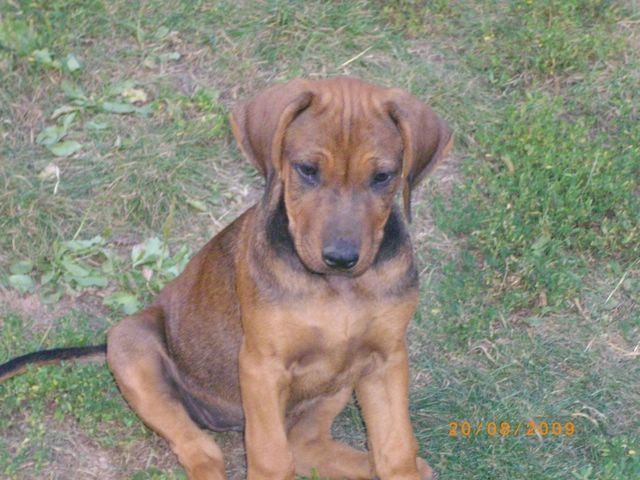Rhodesian Ridgeback Welpen aus Familienaufzucht - Rassehunde Rhodesian Ridgeback - Moringen