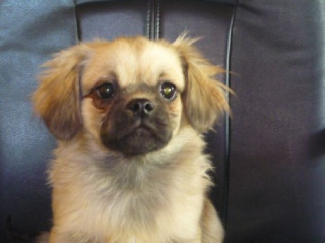 Tibet Spaniel Welpen suchen dringend ein Zuhause - Rassehunde Spaniel - Lohr am main