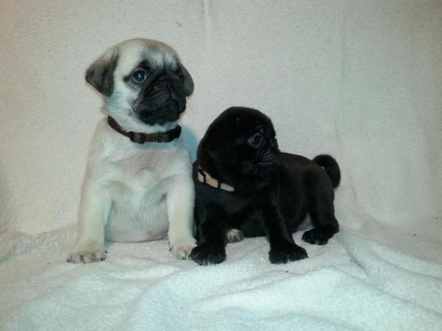 Süße beige/schwarze Mops Welpen mit Papieren (WeißTräger)! - Rassehunde Mops - Nürnberg