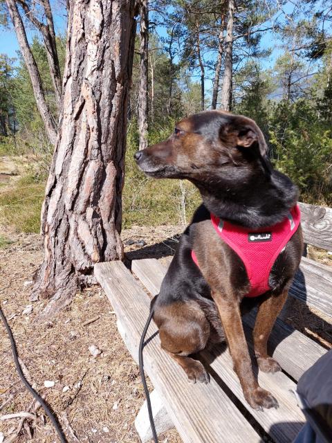 Luna sucht dringend ein neues Zuhause - Mischlinge - Mieming