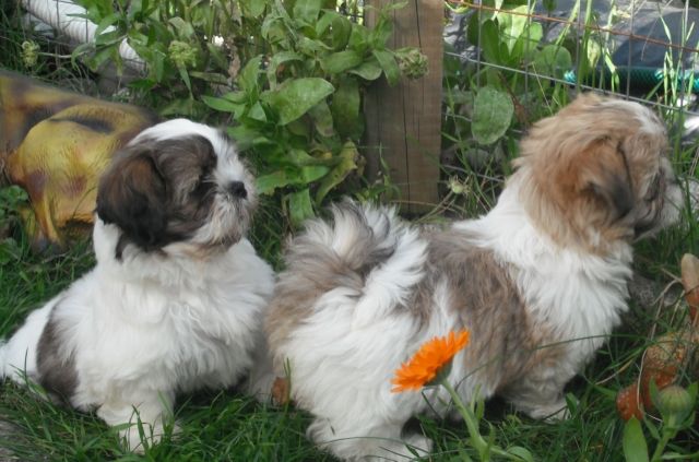 Shih tzu Welpen - Rassehunde Shih Tzu - dessau