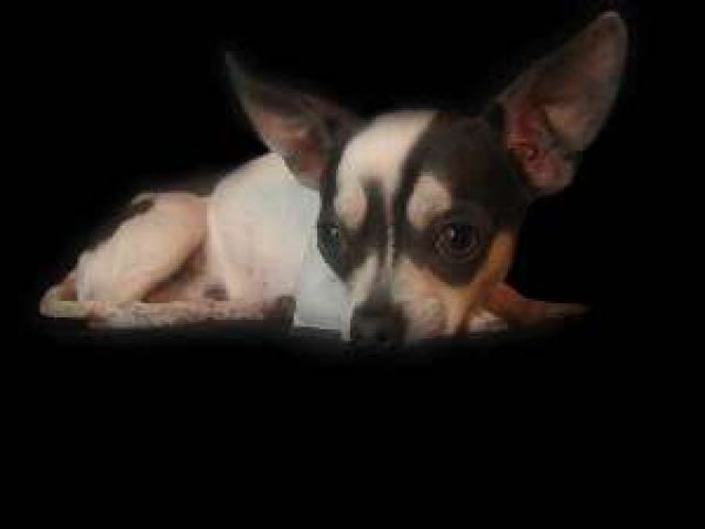 Junger Chihuahua Rüde - Rassehunde Chihuahua - bad goisern