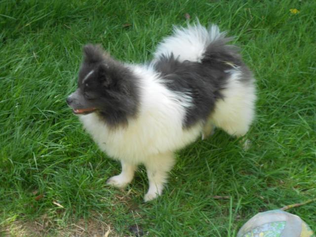Bildschöner Pomeranian Jungrüde in seltenem blau-weiß gescheckt mit Papieren. - Rassehunde Spitz - Eberbach