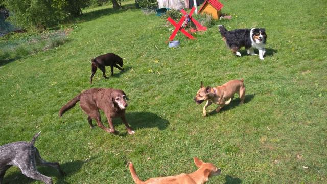 Hundebetreuung Nord - Ihre professionelle Hundebetreuung in Hamburg! - Hundesitter - Hamburg - Sasel