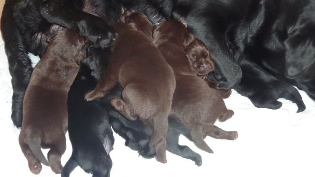 Labrador Welpen aus Österreichischer Familienzucht  in schokobraun und schwarz  - Rassehunde Labrador - Bad Ischl