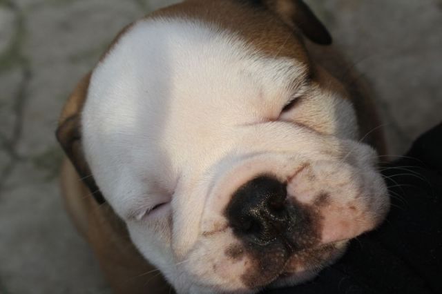 Englische Bulldogge / Englisch Bulldog mit Ahenpass - Rassehunde Bulldog - Bad Gandersheim