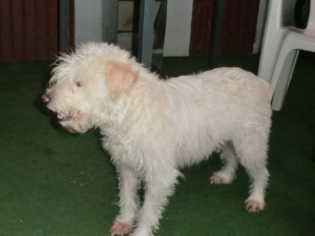 ZAIRA, Pudel mix Hündin - Mischlinge - Leipzig
