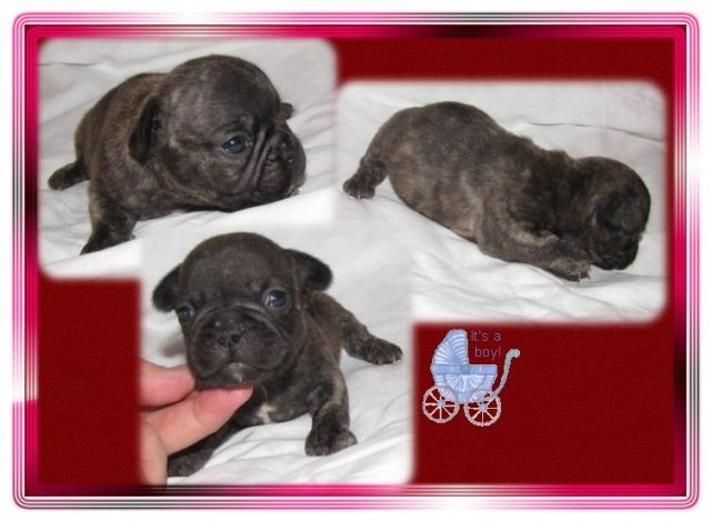 Reverseträger French Bulldoggen - Rassehunde Franzoesische Bulldogge - Ulrichstein