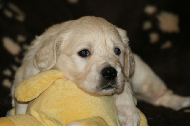 Hurra! Unsere cremefarbenen Golden Retrieverwelpen sind da! - Rassehunde Golden Retriever - Bad Bocklet
