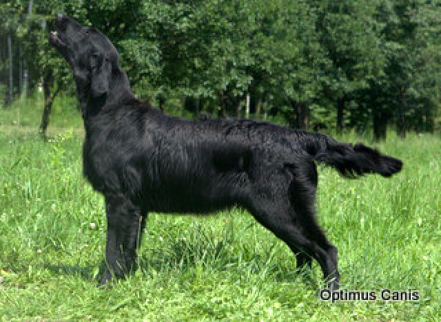 FLAT COATED RETRIEVER - show quality boy - Rassehunde Golden Retriever - S dzisz w