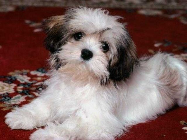 WURFANKÜNDIGUNG***LHASAPOO***nicht haarende Schmusehunde! - Rassehunde Pudel - Bezirk Schärding/OÖ