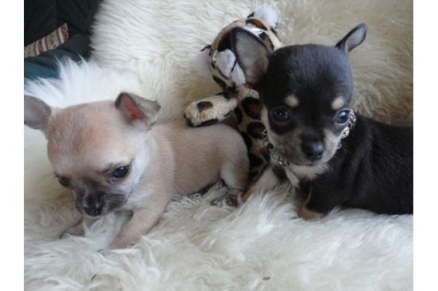 Traumhafte Chihuahuawelpen aus seriöser FCI/VDH Zucht abzugeben - Rassehunde Chihuahua - Oberhausen