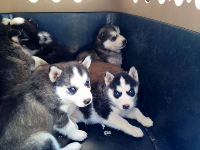  Niedlichen Siberian Husky abzugeben - Rassehunde Husky - Kassel