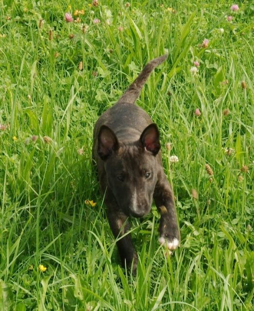 Wurfankündigung Miniaturbullterrier Pll frei - Rassehunde Terrier -  Ulm