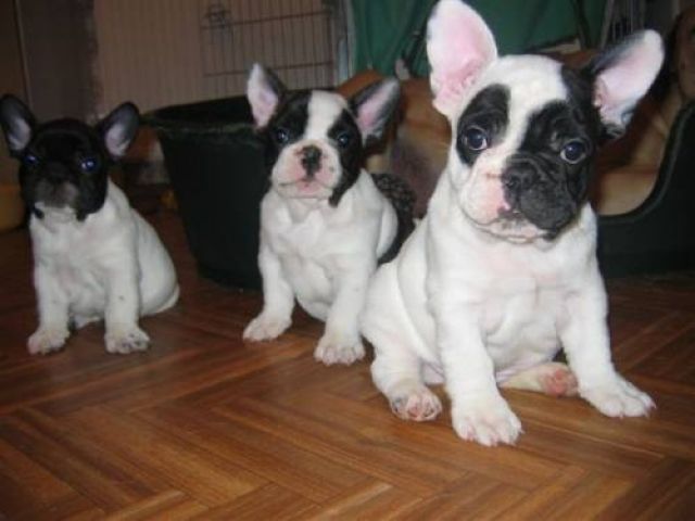 Süße Französische Bulldoggen Welpen mit Papieren Whatsapp (+4915145672158) - Rassehunde Franzoesische Bulldogge - Sankt Augustin