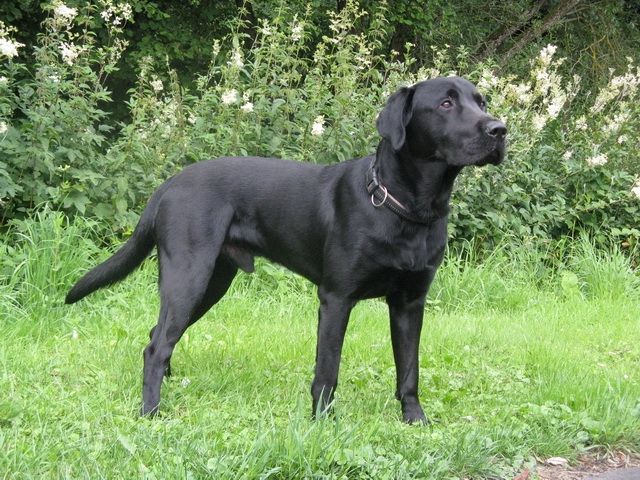 Labrador Deckrüde ( HD & ED Frei ) - Deckanzeigen - Heinsberg