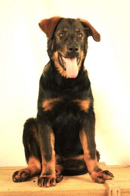 Schäferhund Mischlings Welpe sucht ein zu Hause - Mischlinge - München