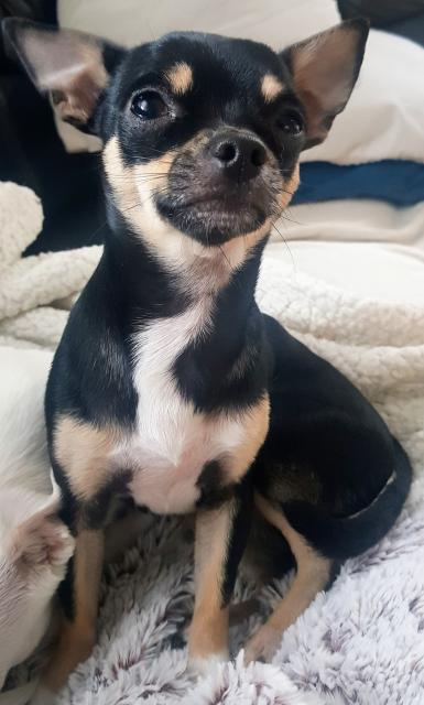 Chihuahua Prager Rattler deckrüde  - Deckanzeigen - Mendig