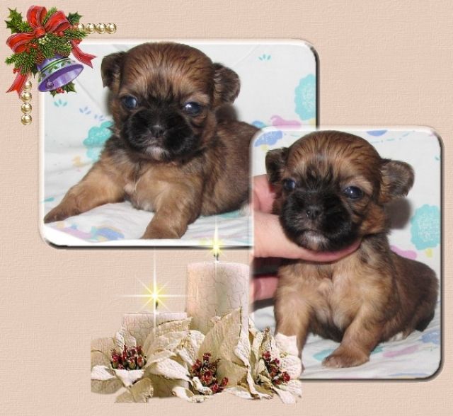 Shih Tzu Welpen  - Rassehunde Shih Tzu - feldatal