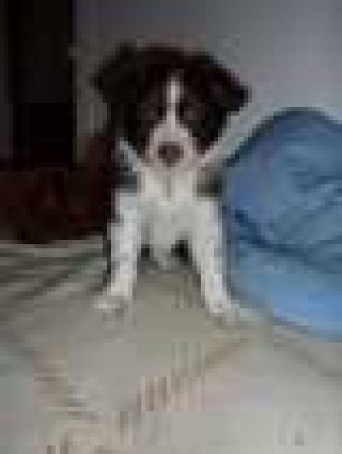Süße Australian Shepherd Welpen - Rassehunde Australian Shepherd - Freising
