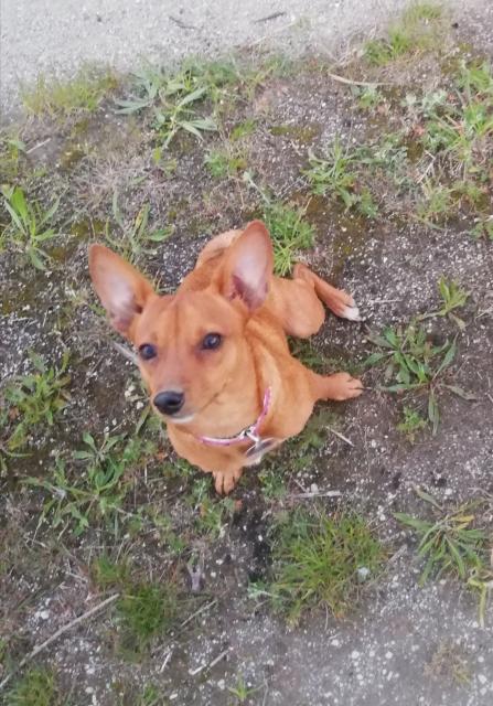 Deckrüde gesucht  - Deckanzeigen - Dietzenbach 