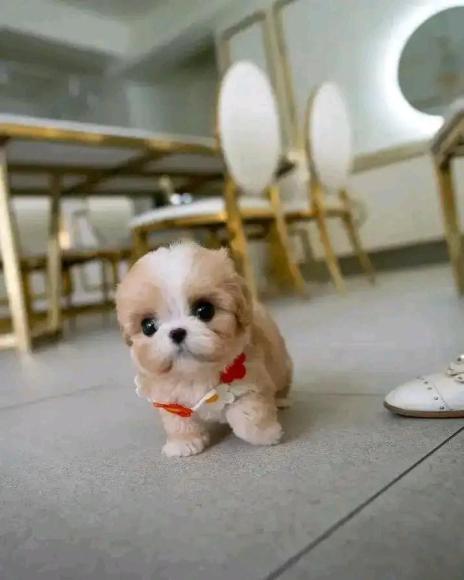 MINI Cavalier King Charles Spaniel Welpe - Hunde Zubehoer - Berlin