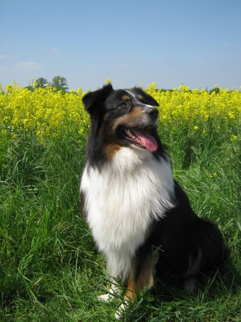 ***Exellenter Aussie Deckrüde mit sehr viel Fell*** - Deckanzeigen - Ahlen 