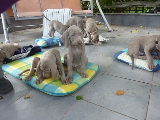 Weimaraner Welpen silbergrau mit RFD- Papieren - Rassehunde Weimaraner - marktheidenfeld