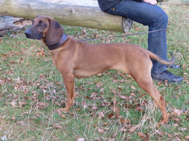 BGS -  Welpen Wurfankündigung zum 14-8-11 - Rassehunde Bayerischer Gebirgsschweisshund - Lauchheim