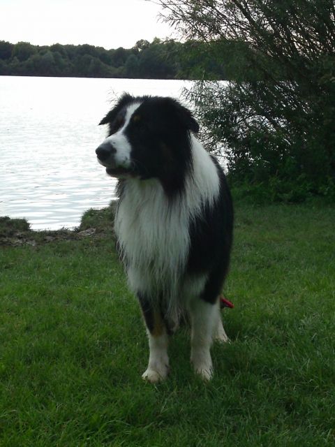 ***Top Aussie Deckrüde Red Factored*** - Deckanzeigen - Ahlen 