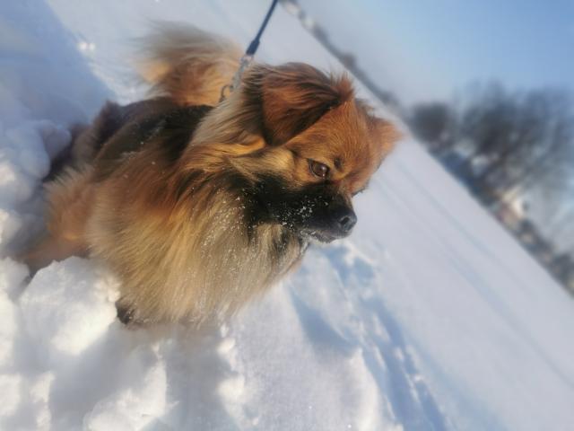  Erfahrenee Chichuha-pekinese Deckrüde  - Deckanzeigen - Versmold 