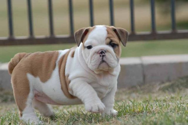 Bulldoggen-Welpen - Rassehunde Bulldog - berlin