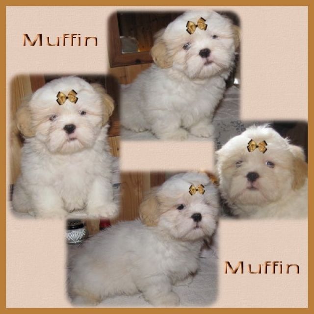 Liebevolle Shih Tzu Babys - Rassehunde Shih Tzu - feldatal