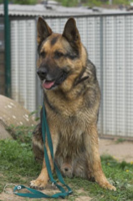 DAVE 8J sucht sportl. Menschen,will geistig gefördert werden - MAINZ - Rassehunde Schaeferhund - Mainz