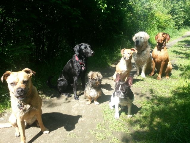 Hundebetreuung, Auslaufservice & Training in Berlin - Hundesitter - Berlin