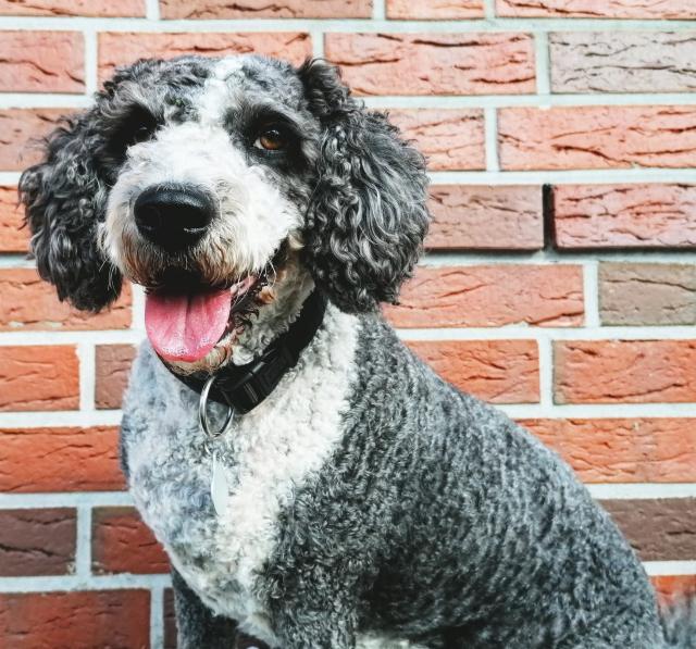 Deckrüde gesucht - Spanischer Wasserhund - Perro de Agua Español - Deckanzeigen - Wismar