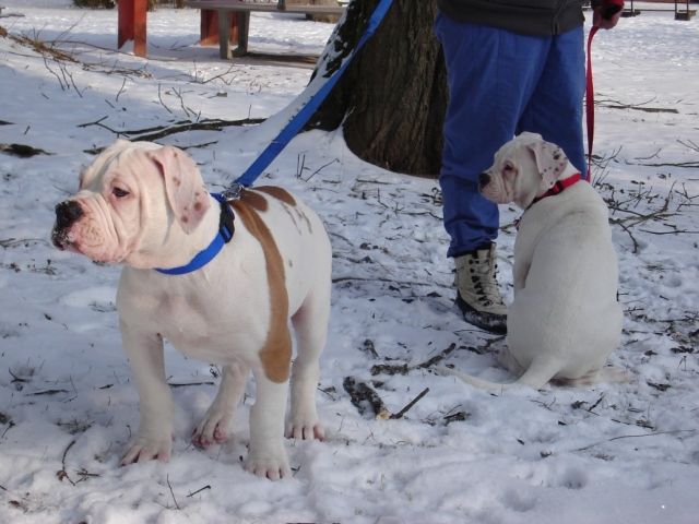 American bulldog , 2 Rassehunde Welpen, sofort abzugeben - Rassehunde Bulldog - Taufkirchen