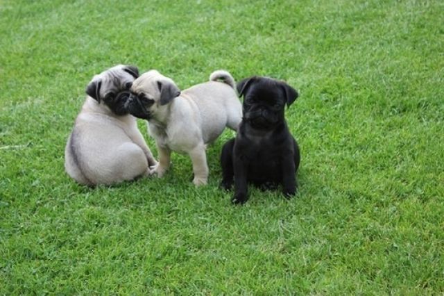 Sehr schöne reinrassige Mops Welpen  - Rassehunde Mops - Nürnberg