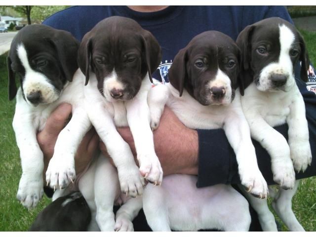 Blueline welpen American Pitbull Terrier* - Rassehunde Pit Bull - Vienna