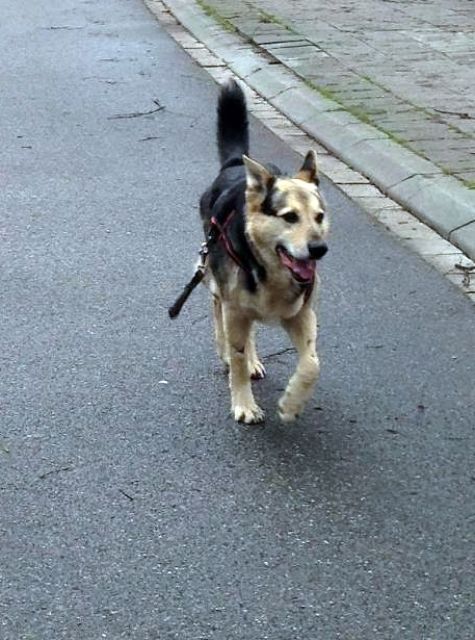 Schäferhund-Husky Mix abzugeben - Mischlinge - Ludwigshafen