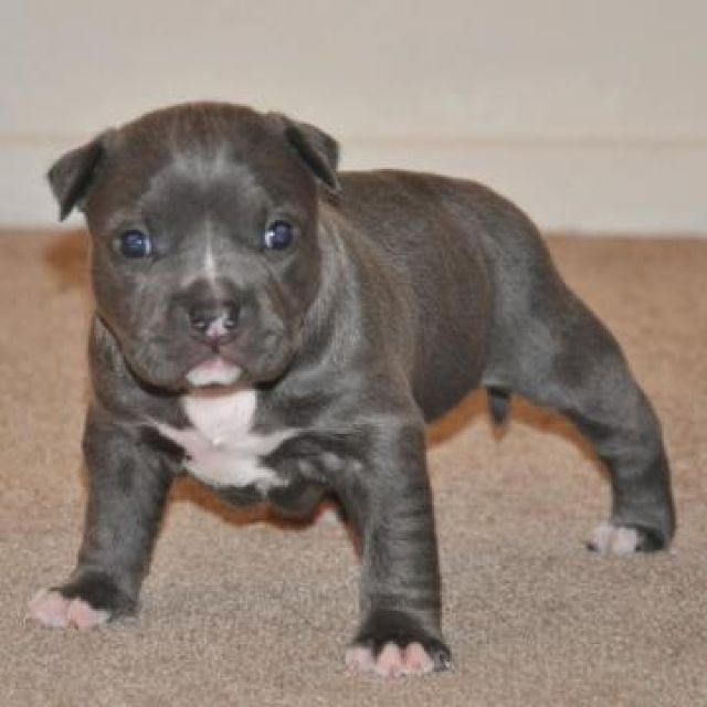 Blueline Pitbull - Rassehunde Pit Bull - Homburg 