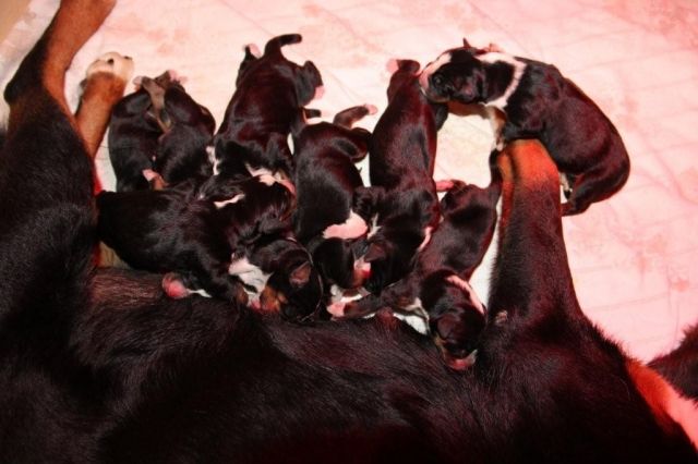 Reinrassige Appenzeller Sennenhund Welpen mit Ahnentafel - Rassehunde Sennenhund - Surheim