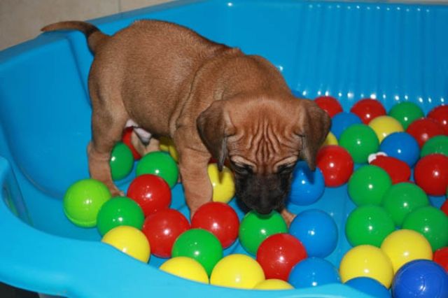 Rhodesian Ridgeback Welpen - Rassehunde Rhodesian Ridgeback - Breitenhagen