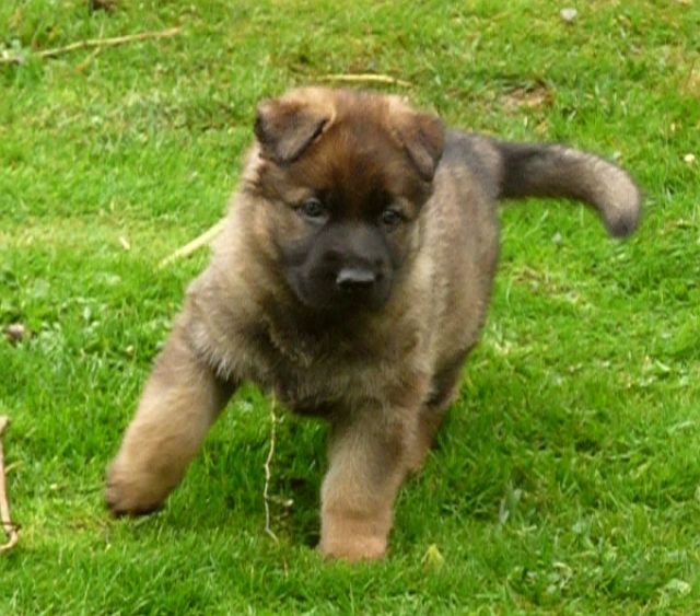 Deutsche Schäferhundwelpen aus bester Leistungszucht - Rassehunde Schaeferhund - Erzhausen