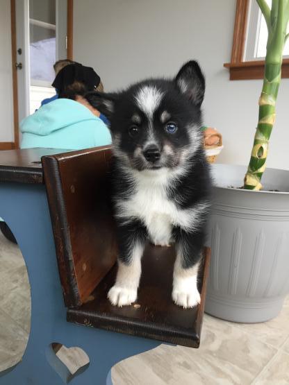Siberia Husky-Welpe Blaue Augen - Rassehunde Husky - Erfurt