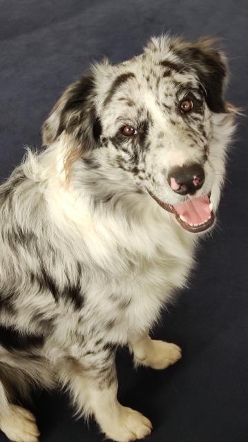 Border Collie Deckrüde - Deckanzeigen - Schwabmünchen