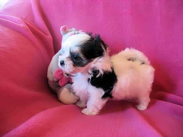 Liebevolle Biewer Yorkshire Terrier Welpe - Rassehunde Terrier - Lauterbach